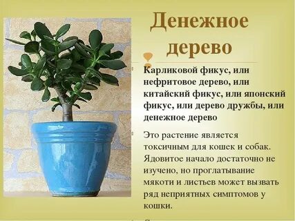 Польза цветка денежное дерево