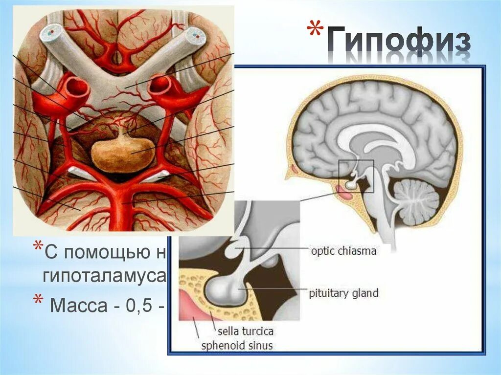 Место гипофиза. Воронка гипофиза. Гипофиз воронка зрительный нерв. Инфундибулум гипофиза. Гипофиз это железа.