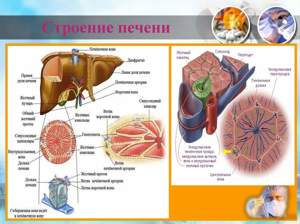 Строение печени вид спереди. Внутреннее строение печени анатомия. Внутреннее строение печени схема. Анатомические особенности печени.
