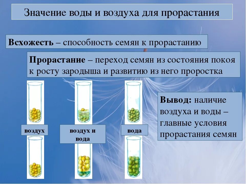 Условия прорастания семян 6 класс биология. Лабораторная работа условия прорастания семян 6. Лабораторная по биологии 6 класс условия прорастания семян. Биология 6 класс прорастание семян условия прорастания. Прорастание семян 6 класс биология пасечник