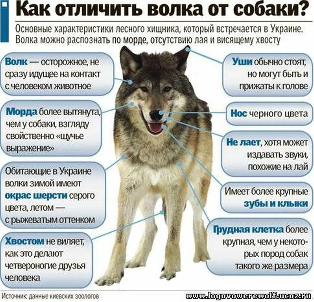 В собаке есть волк. Собака волкособ. лайки волкособы. порода собаки волкособ характер. внешние отличия волка от собаки.