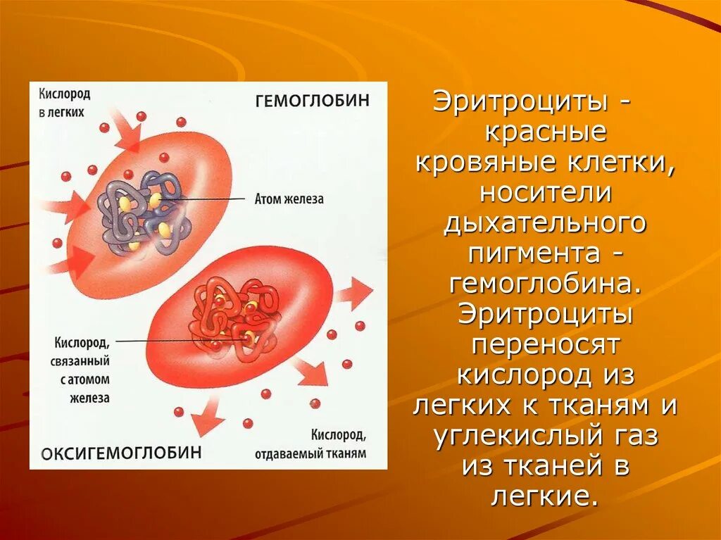 Гемоглобин какая ткань. Эритроциты переносят кислород. Перенос кислорода эритроцитами. Что переносят эритроциты. Эритроциты переносят гемоглобин.