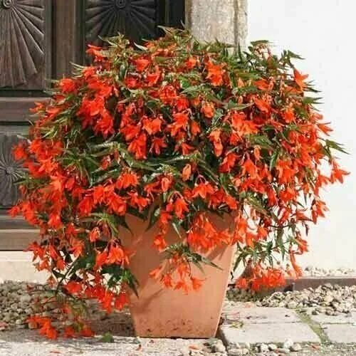 бегония боливийская копакабана лососевая. бегония боливийская "f1 триумф". семена. бегония боливийская триумф f1. гавриш бегония боливийская триумф.