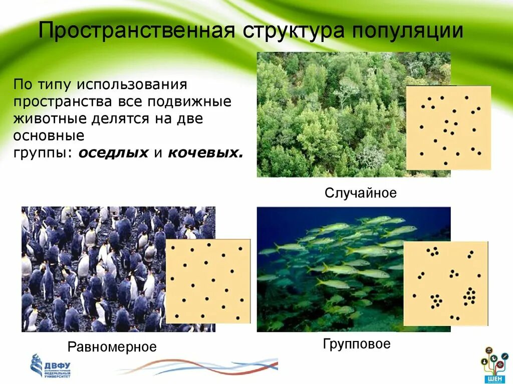 Пространственная структура популяции схема. Пространственная структура популя. 3 Пространственная структура популяции.. Пространственно-этологическая структура популяции.