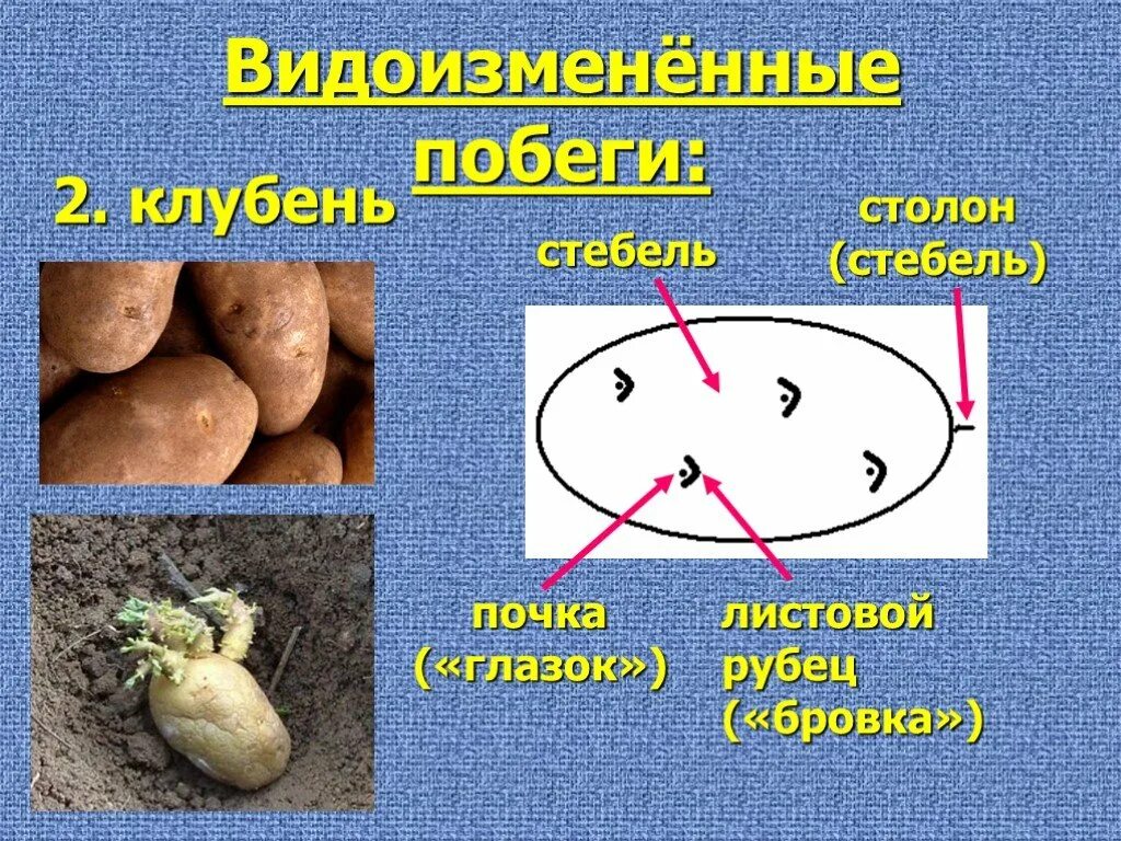 Почки в глазках картофеля. Стебель клубня. Бровки у клубня картофеля это. Стеблевой клубень. Почки клубня.