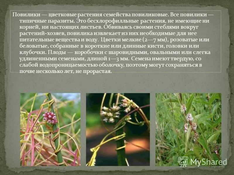 Повилика растение описание. Повилика растение описание. Трава паразит повилика. Повилика на стебле крапивы. Повилика полевая.