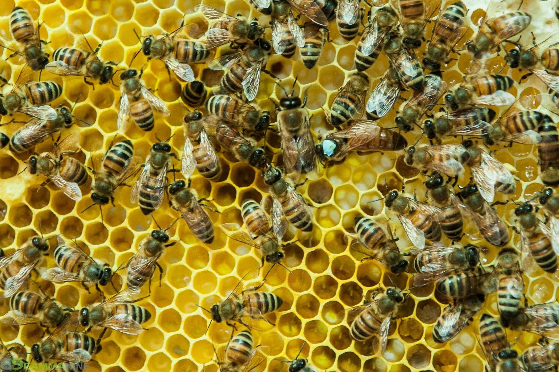 Среднерусская медоносная пчела. Пчеломатка Среднерусская. Пчеломатка среднерусской породы.