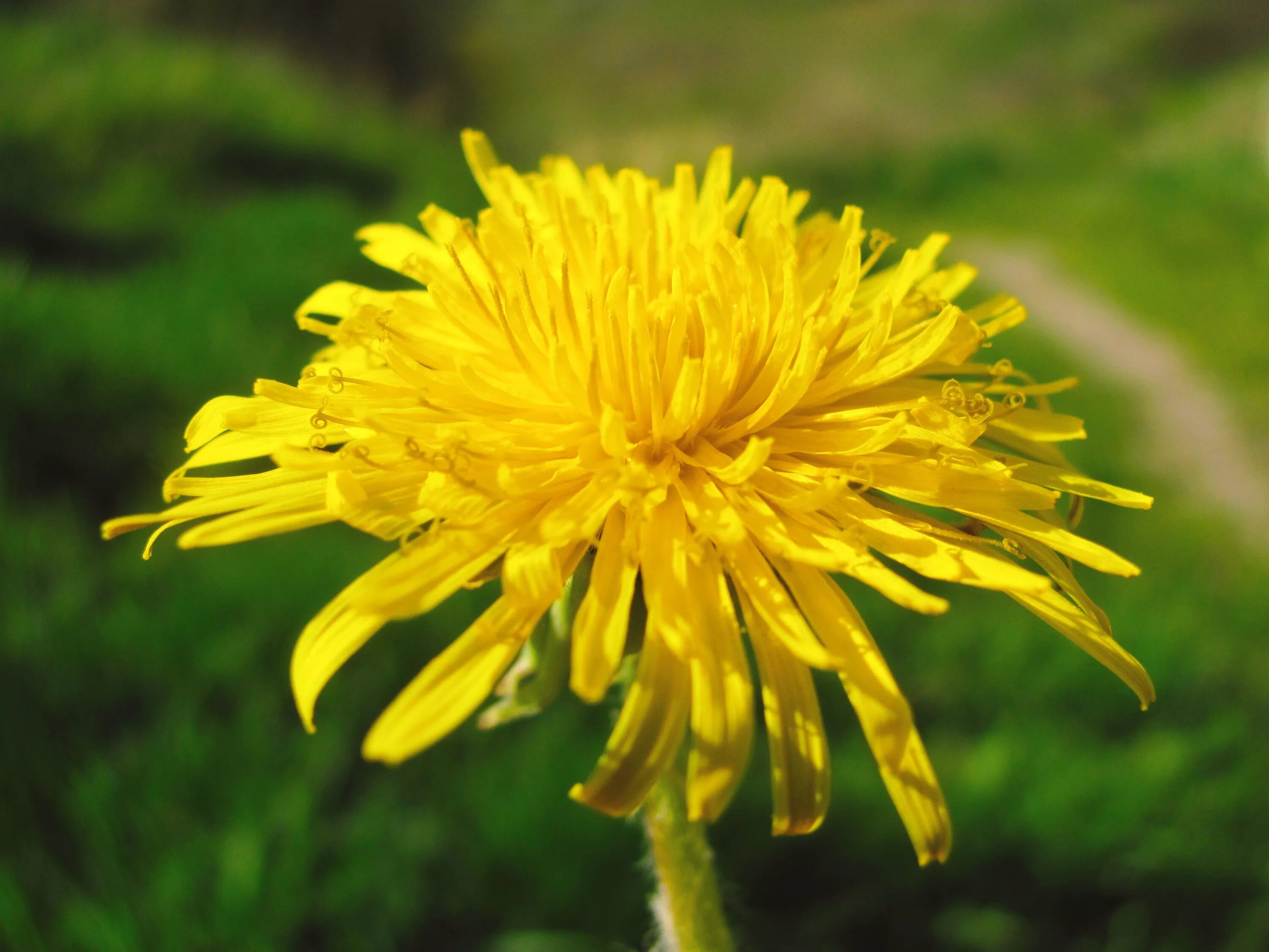 Одуванчик лекарственный форма. Одуванчик Taraxacum officinale. Одуванчик полевой обыкновенный. Taráxacum officinále - одуванчик обыкновенный[. Одуванчик лекарственный - Taraxacum officinale Wigg. S. 1..