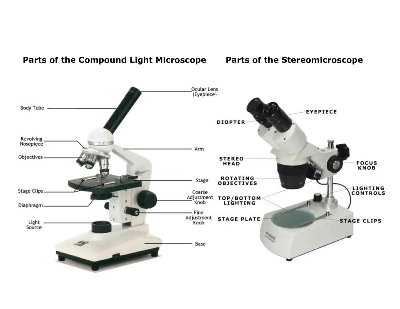 Объектив в микроскопе представляет собой. Microscope parts and functions. смена объектива на микроскопе. light microscope. light microscope structure.