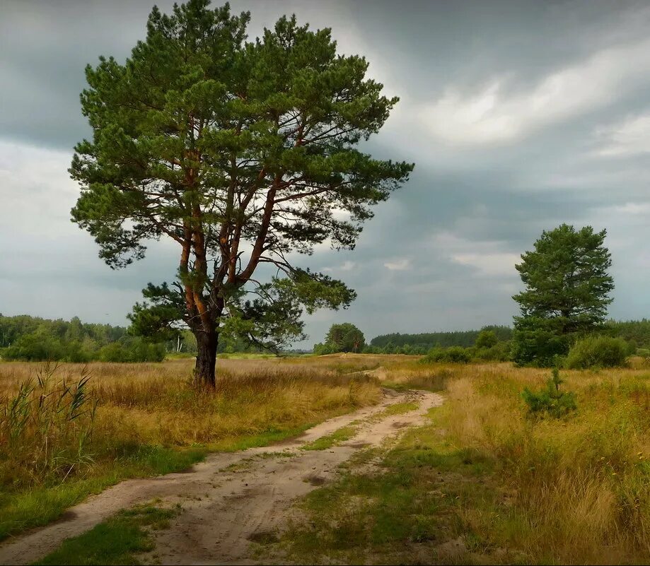 Сосновые степи, Нью-джерси. Сосна в поле. Сосна в степи. Пейзаж сосны.