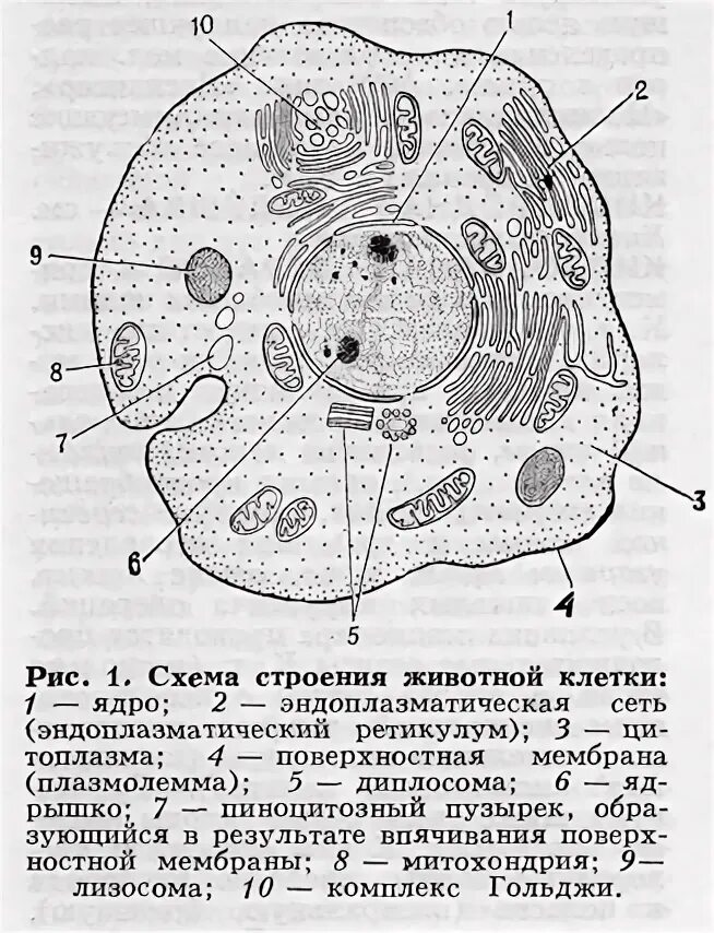 Рассмотрите изображение клетки и выполните задания. Схема строение животной клетки и функции. Схема строения человеческой клетки. Органоиды животной клетки схема. Схема строение животной клетки полное.