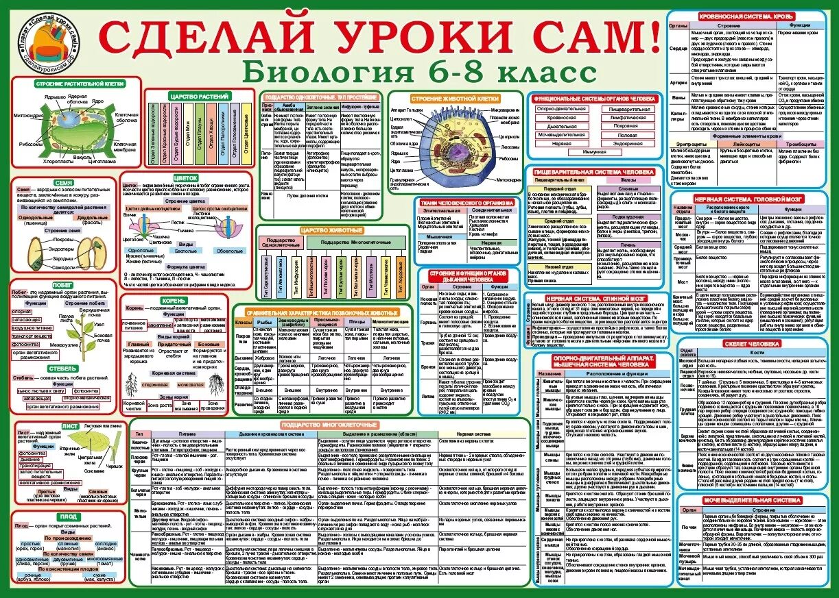 Биология. Шпаргалка. Плакат по биологии. Шпаргалки по биологии 8 класс. Биология 6 класс шпаргалки.