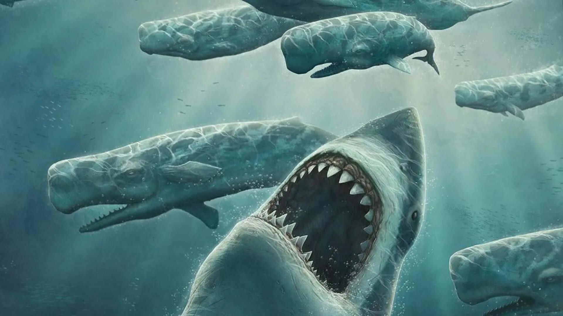 Megalodon shark. Megalodon shark