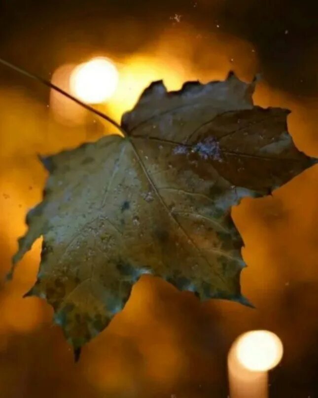 Осенний вечер октября. Осенняя ночь. Осень листья вечер. Осень листья ночь. Осенние листья вечером.
