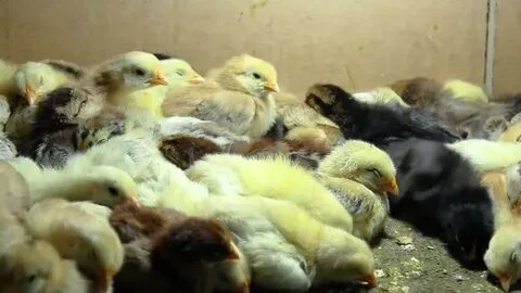 Видео маленьких цыплят
