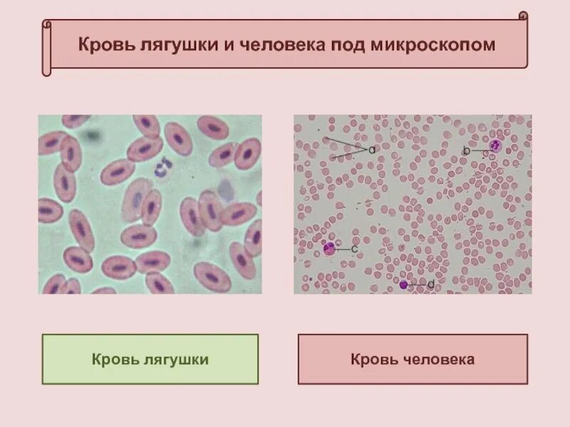 Эритроциты человека и лягушки под микроскопом. Строение эритроцита крови лягушки. клетки крови человека и лягушки под микроскопом.