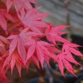 Plantum