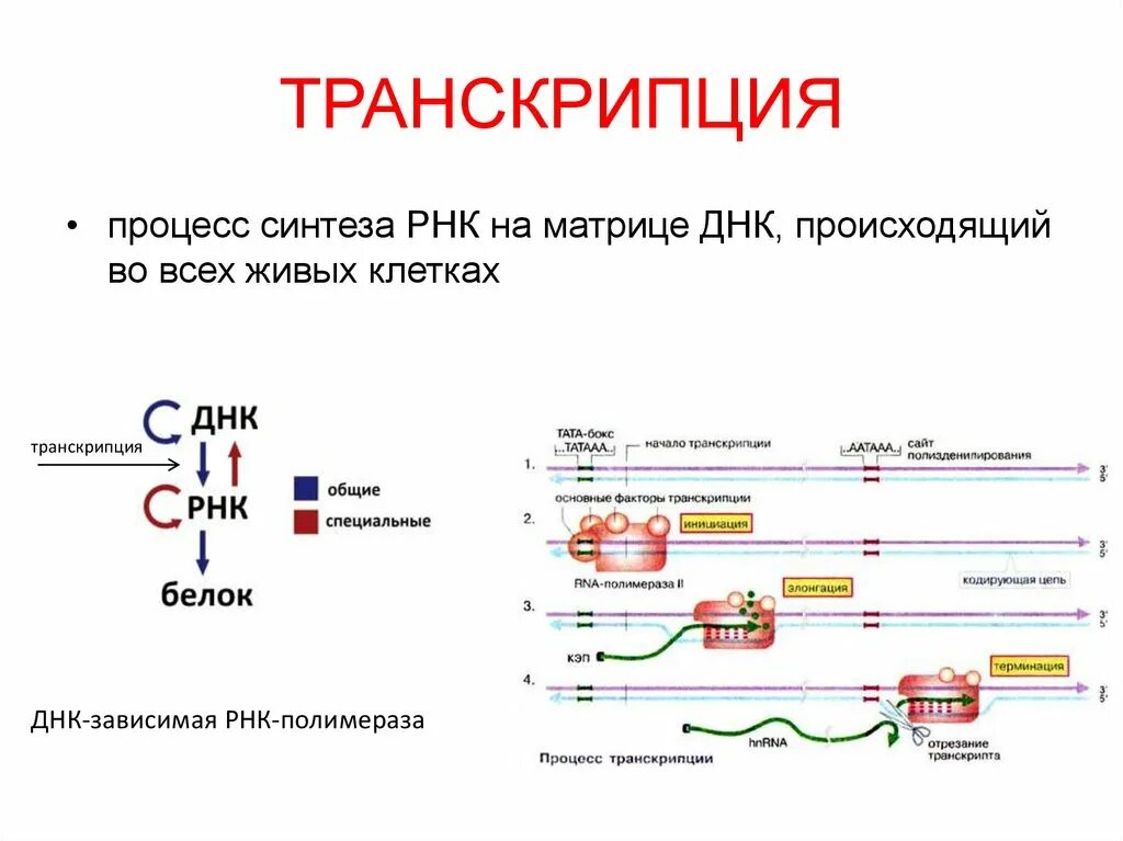 Описание процесса транскрипции. Схема процесса транскрипции. Синтез РНК ферментом РНК полимеразой. Процесс транскрипции РНК. Исходный продукт синтеза РНК ферментом РНК-полимеразой.