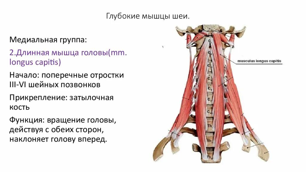 Какую функцию выполняет мышечный. Какую функцию выполняет мышечный. Функции мышц человека. Гладкая мускулатура функции. Перечислите основные функции мышц.
