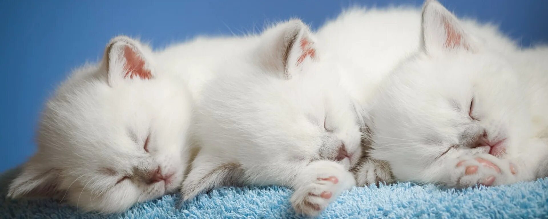 Во сне три кошки. Во сне три кошки. Спящие котята. Во сне три кошки. Трое котят.