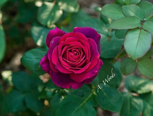 Rose desire. Rose desire. Rose desire. Rose desire. Rose desire.