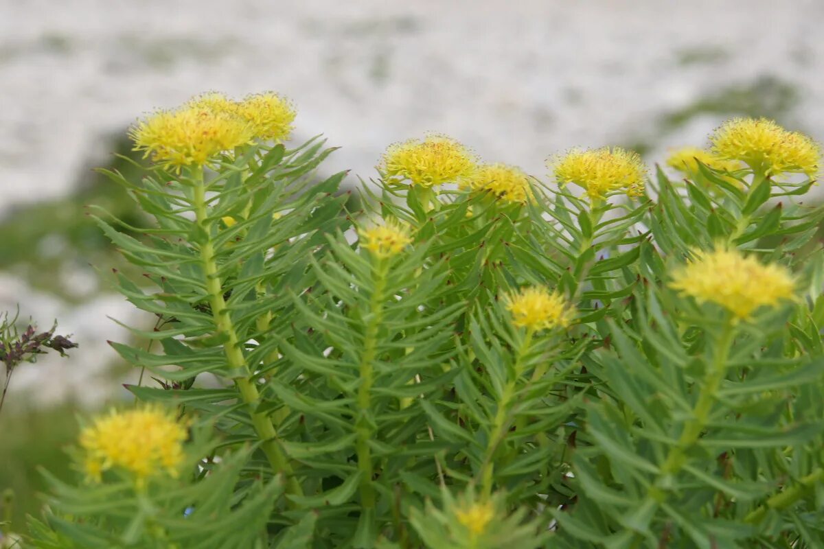 Радиола розовая противопоказания. Золотой корень родиола. Родиола розовая Rhodiola rosea. Родиола розовая, золотой корень Rhodiola rosea l. Родиола розовая Толстянковые.