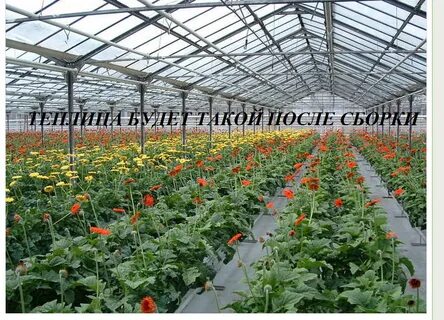 Бизнес в теплице что выращивать