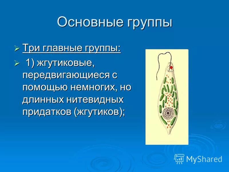 Какое простейшее передвигается с помощью одного жгутика. "хлоропласты в вольвоксе". Органоиды движения простейших. Передвижение одноклеточных организмов. Система простейших.