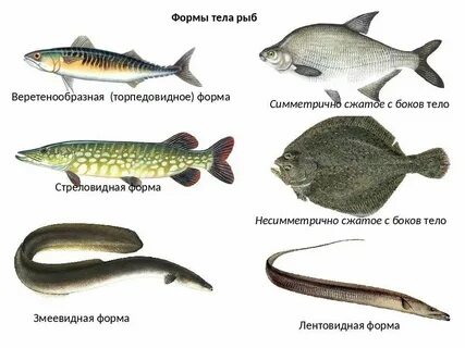 Обтекаемая форма рыбы