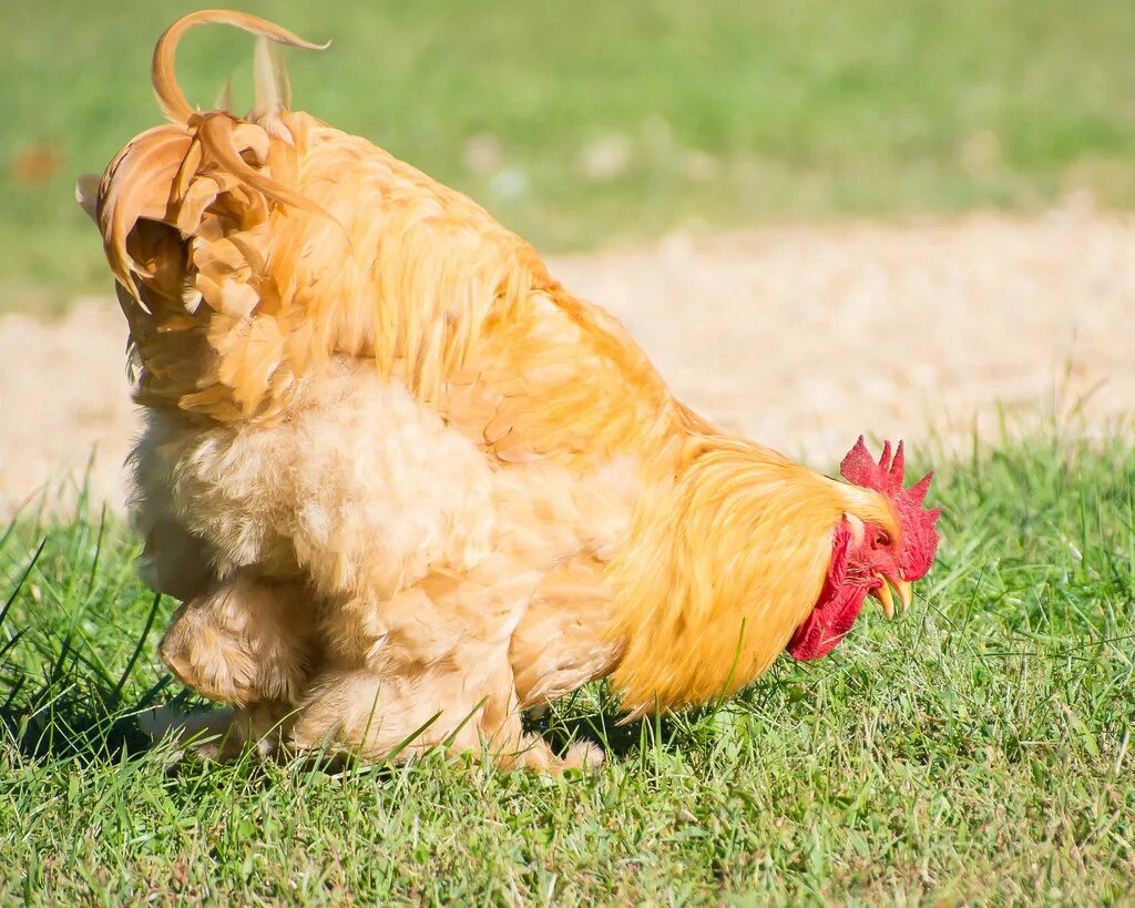 Породы больший кур. Огромная курица. Гигантская курица. Самый большой курица. Самая большая курица в мире.