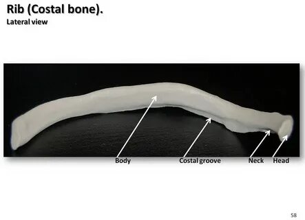 Body of rib