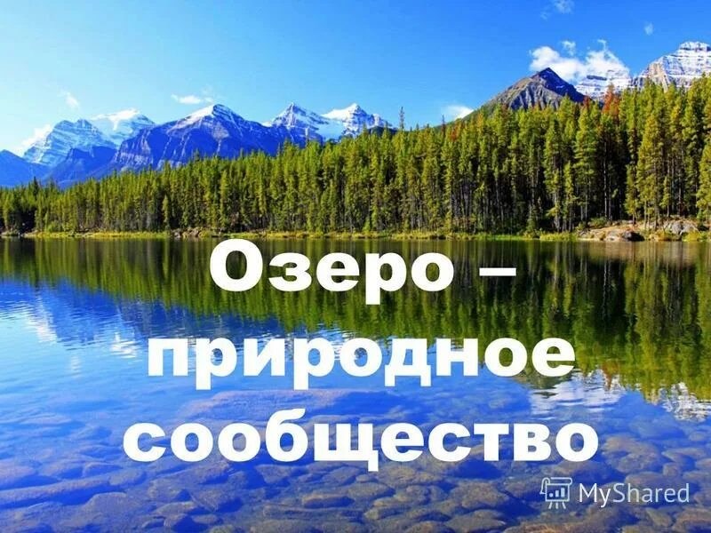 Презентация природные сообщества пруд. Природное сообщество озеро. Природные сообщества озёр и прудов. Сообщество- озеро природное сообщество. Сообщество озера 4 класс.