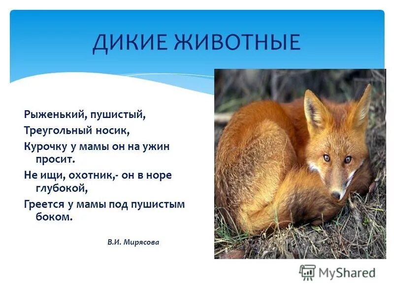Рассказы о животных. Зверька составить предложение. Зверька составить предложение. Зверька составить предложение. Рассказ о лисе.