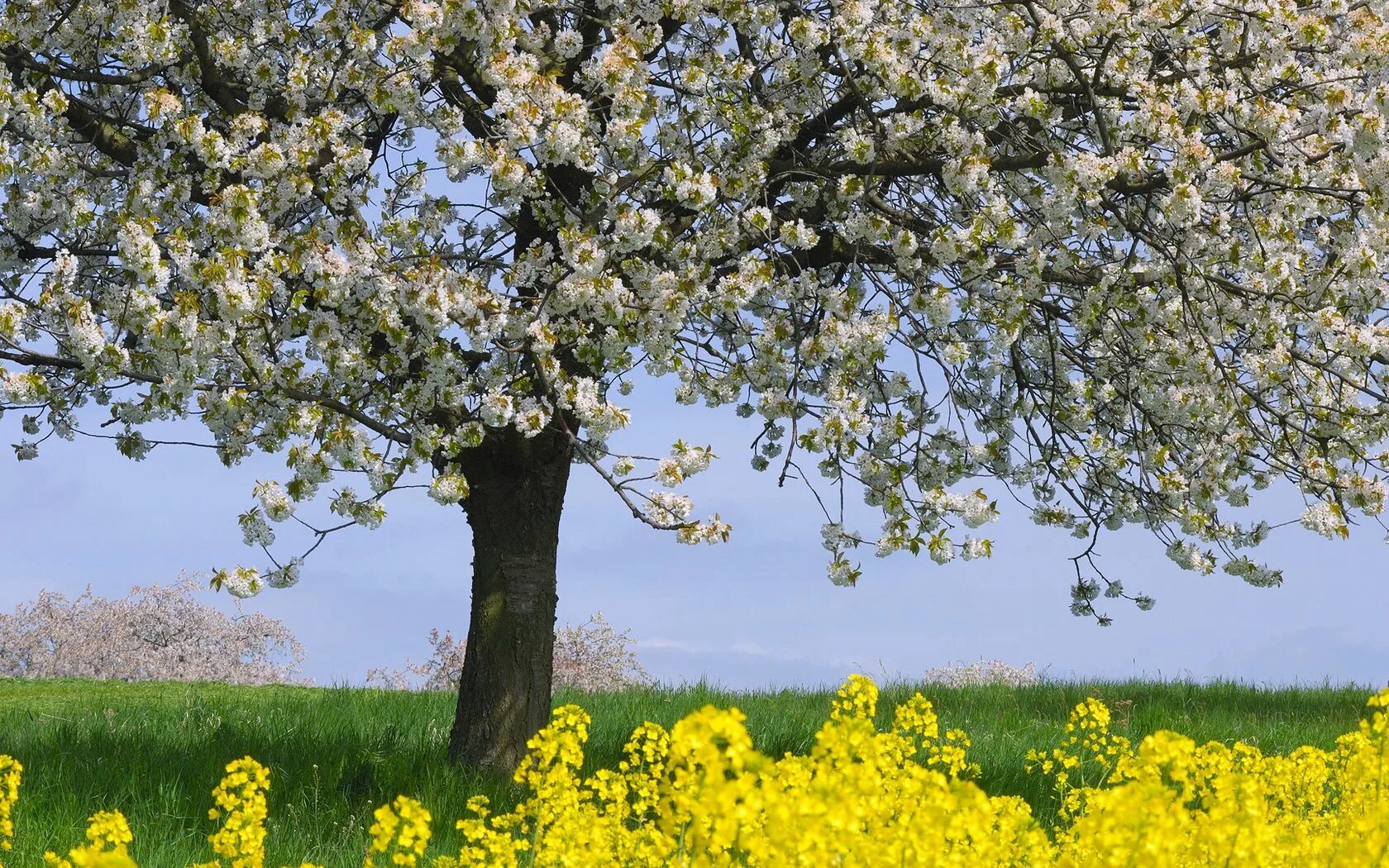 Зацвели сады. Весенние медоносы яблоня. Цветение Крым яблонь. Весеннее дерево. Деревья в цвету.