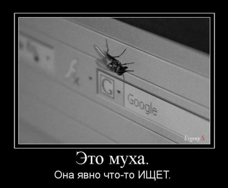 И пока эта муха будет гладить песня. Муха смешно. муха прикол. шутка про муху. муха демотиватор.