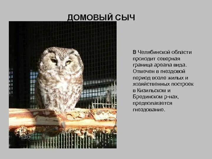 Как сыч что значит. Домовой сыч красная книга. сыч ареал. сыч описание. домовой сыч описание.