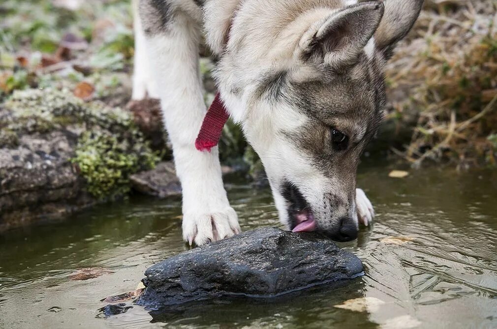 Собаки лайки можно. Западно Сибирская лайка на воде. Западносибирская лайка кормление. Дикая собака в Сибири. Кормление Западно сибирской лайки.