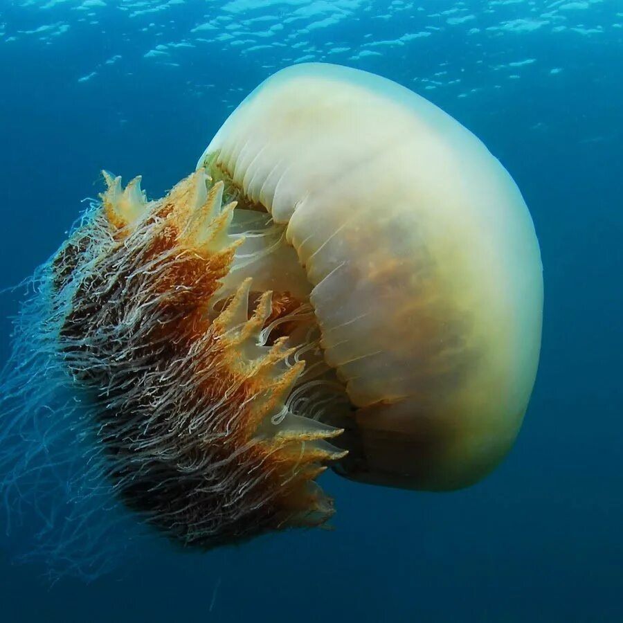Медуза цианея гигантская. Арктическая медуза цианея. Полярная медуза цианея. Волосистая цианея.