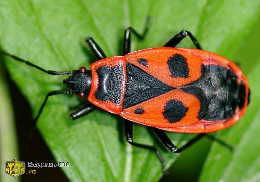 Жук красноклоп солдатик. Клоп-солдатик – Pyrrhocoris apterus. Жук пожарник клоп солдатик. Жук клоп солдатик коричневый. Клоп солдатик описание