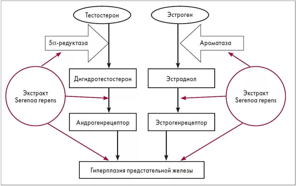 Простата и тестостерон