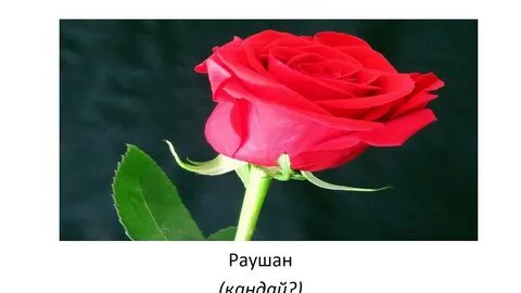 Сұлулықты қараңыз, оның кискасын жалауға мүмкіндік береді