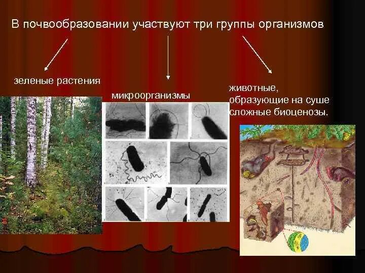 Микроорганизмы участвующие в процессе почвообразования. Функции микроорганизмов в почвообразовании. Бактерии в почвообразовании. Организмы участвующие в почвообразовании. Группы почвенных организмов