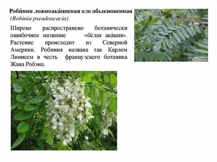 Акация полезные свойства