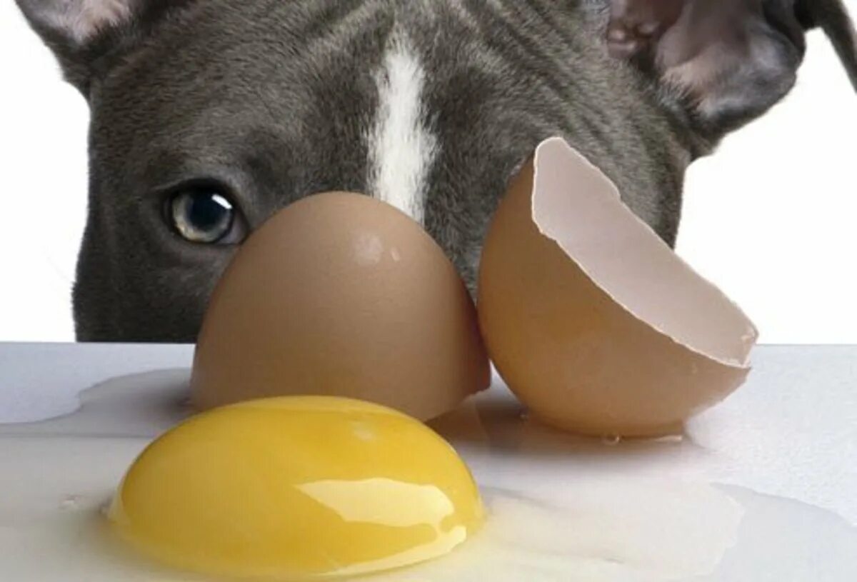 Куриное яйцо собаке. Собака и сырые яйца. CJ,FRF C QWFVB.