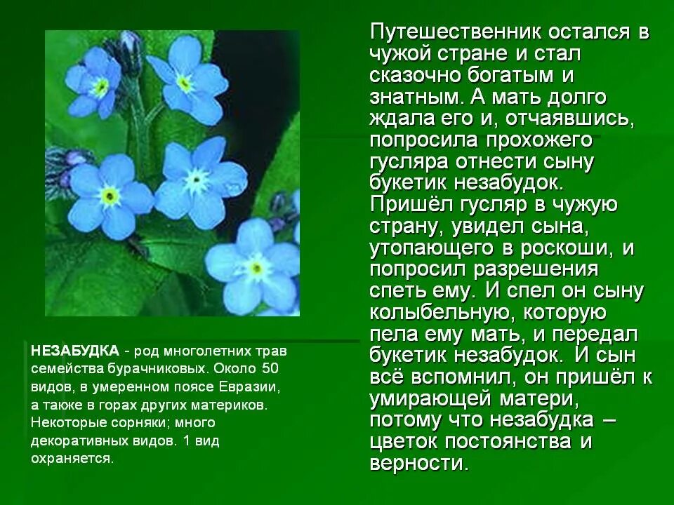 Текст описание про цветок. Незабудка описание. Описание цветка. Описать цветок Незабудка. Незабудка краткое описание.