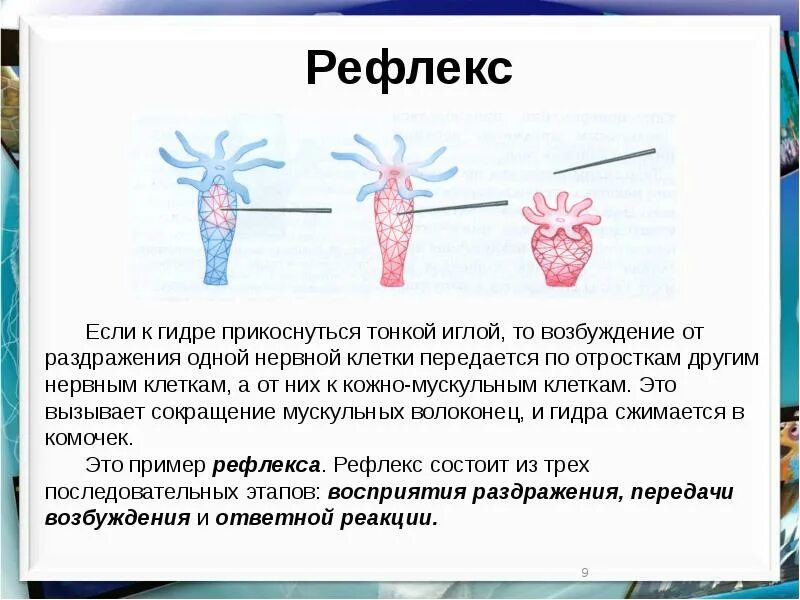 Нервная система кишечнополостных таблица 7 класс. Нервная система гидры рефлекс. Проведение раздражения нервными клетками гидры. Нервная система гидры пресноводной
