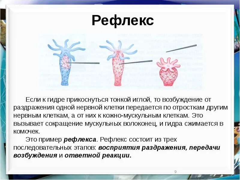 Гидра Пресноводная рефлекс. Нервная система гидры пресноводной. Нервная система гидры раздражимость. Рефлекс кишечнополостных. Диффузная представители