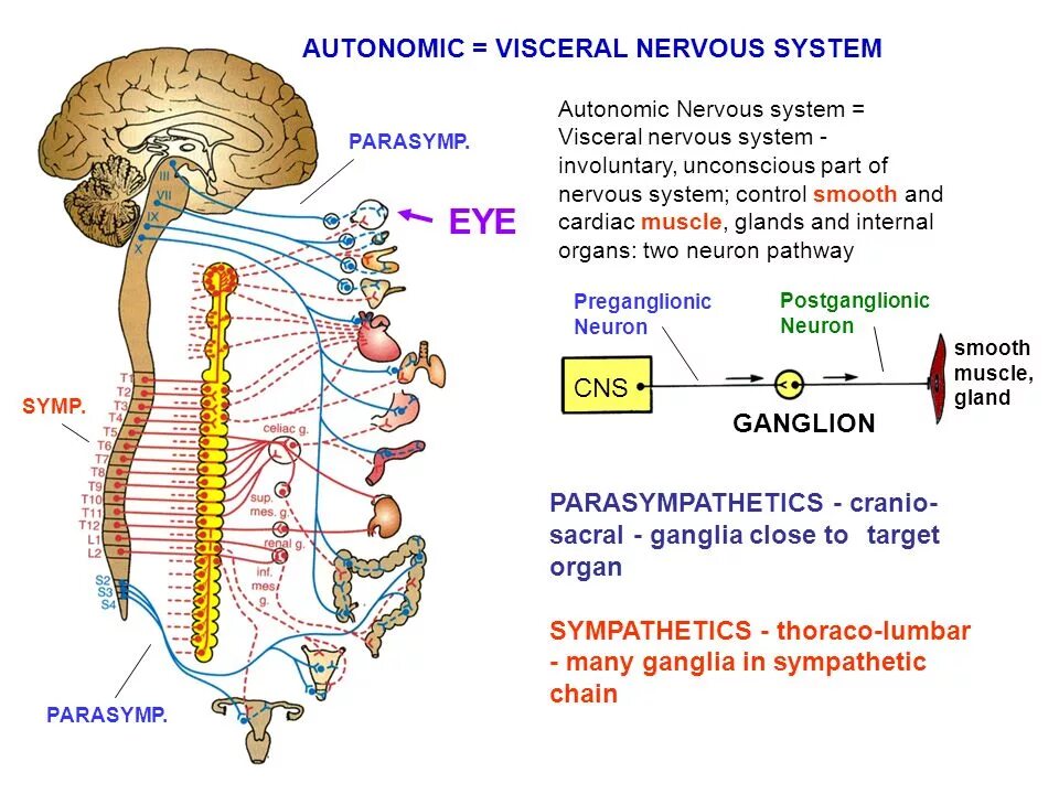 Вегетативная нервная система человека анатомия. Autonomic nervous System. Вегетативной нервной системы ppt. Вегетативная нервная система схема иннервации органов. Вегетативная нервная система конспект