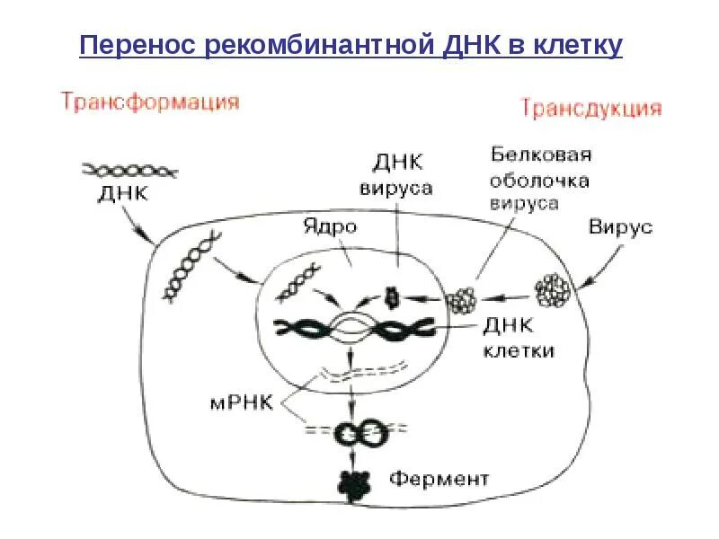 Методы введения днк. Методы переноса ДНК В клетки. Методы введения рекомбинантной ДНК В клетки. Трансформация бактериальных клеток. Трансформация ДНК.