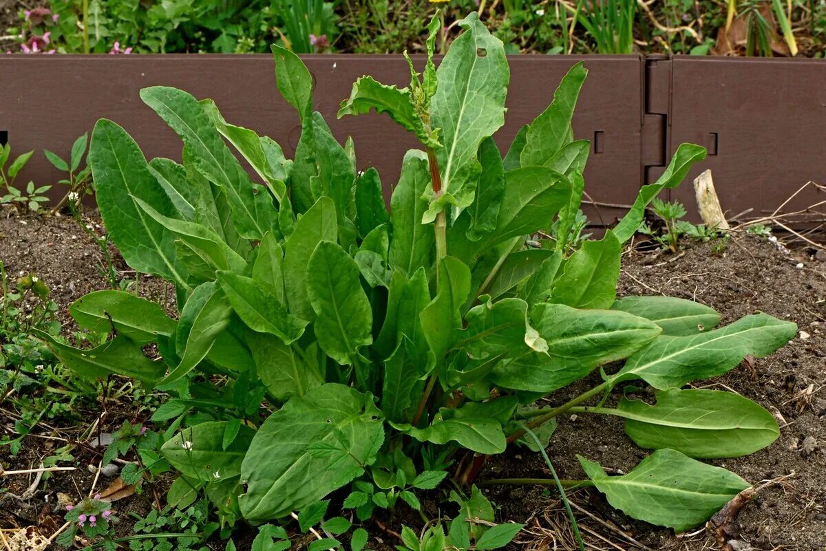Как выглядит форма щавель у девушки. Щавель (rumex acetosa. майкопский щавель. щавель обыкновенный, кислый. щавель гринго.